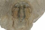 Rare, Spiny Kolihapeltis Trilobite - Top Quality Specimen #243841-2